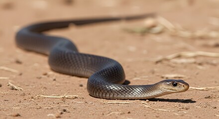 Black Mamba on the Ground: A sleek black mamba glides gracefully across the sandy ground, showcasing its distinctive form in a close-up shot.