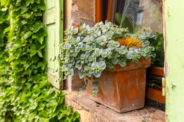 Lush greenery spills from a rustic pot in a sunlit window of a charming stone house