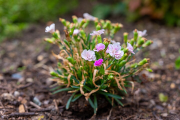 Delicate flowers bloom vibrantly in a backyard garden during the early hours of spring, surrounded...