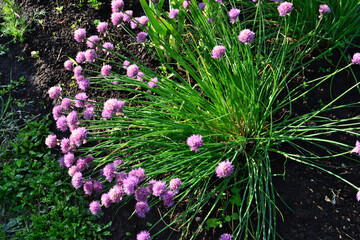 Chives Blooming in the Garden in the dawn