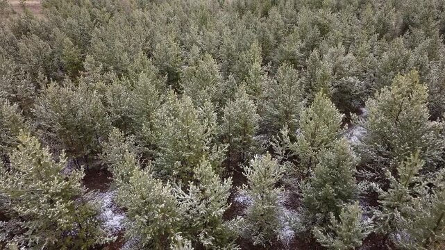 Flying above snow covered forest on a cloudy day giving an iconic aerial view