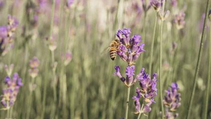 A bee collecting pollen in a lavender field in close-up on a sunny day.