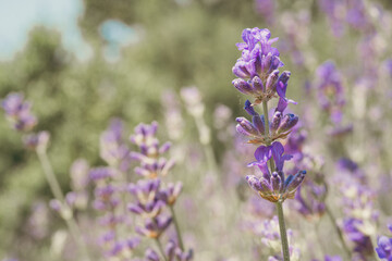 A close-up of a lavender field