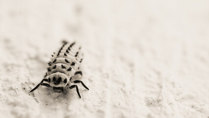 A black and white close-up of a ladybug larva.