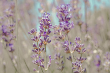 A close-up of a lavender field