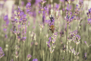 A bee collecting pollen in a lavender field in close-up on a sunny day.