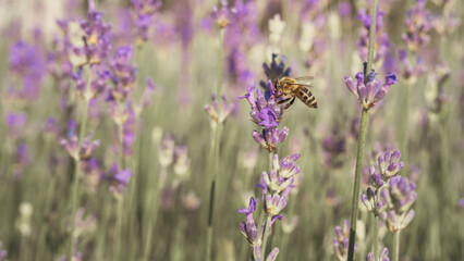 A bee collecting pollen in a lavender field in close-up on a sunny day.