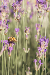 Fototapeta premium A bee collecting pollen in a lavender field in close-up on a sunny day.