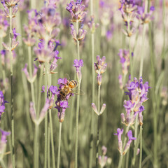 A bee collecting pollen in a lavender field in close-up on a sunny day.