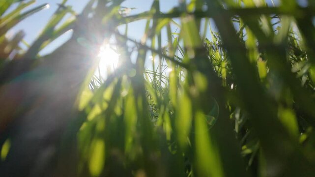 view of the sun from the grass