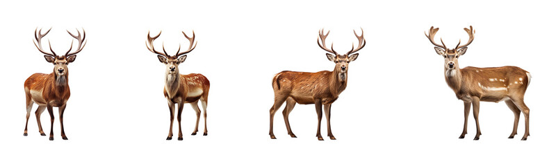 Fototapeta premium Collection of Christmas reindeer, isolated on a transparent background