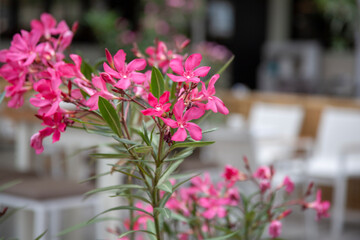 Close up pink Oleander flower on the blurry  Mediterranean restaurant