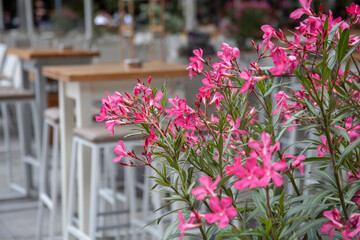 Close up pink Oleander flower on the blurry  Mediterranean restaurant