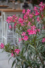 Close up pink Oleander flower on the blurry  Mediterranean restaurant