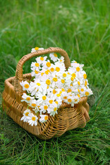 Summer floral background. Chamomile flowers in wicker basket close up on meadow, natural background. Useful medical plants harvest. beautiful image of wild nature with flowers. template for design