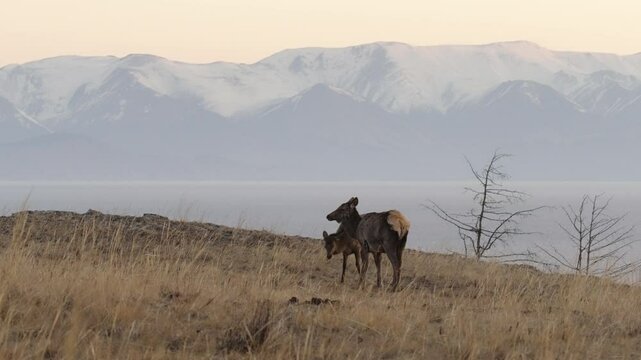 A pair of grazing deer on the background of snow-capped mountains