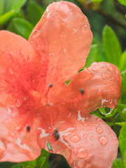 梅雨の季節　ツツジの花に雫がつく07