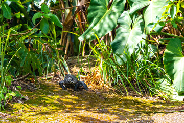 Monitor lizard in tropical rainforest nature Rio de Janeiro Brazil.