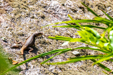Lizard on rock in tropical rainforest Rio de Janeiro Brazil.