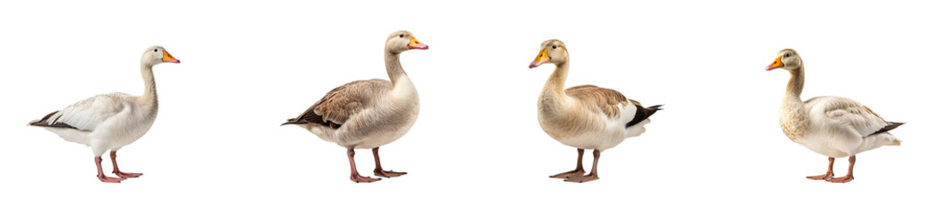 Collection of country geese, isolated on a transparent background
