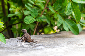 Lizard on rock in tropical rainforest Rio de Janeiro Brazil.