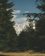 mountain landscape with trees