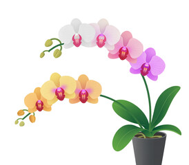 A potted orchid plant with white pink yellow and purple flowers against a black background illustration