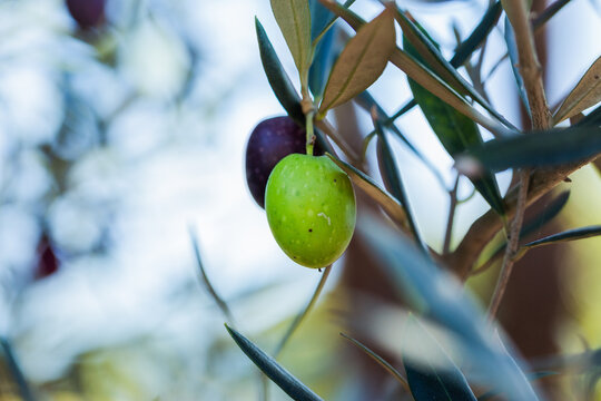 Olive fruits growing on silvery green olive bush in garden (olea europaea var. europaea)