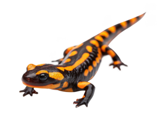 Salamander animal png salamander png amphibian animal png wild animal png nature animal png reptile animal png forest animal png small amphibian png transparent background image