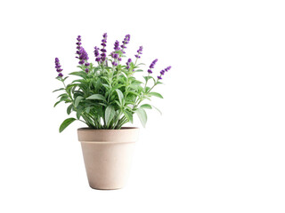 Salvia png salvia plant png flowering plant png garden plant png medicinal plant png herbal plant png nature plant png purple flower png transparent background image