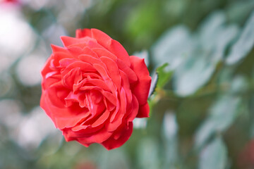 beautiful rose in the ground