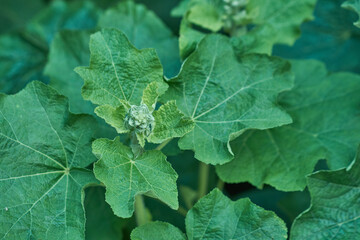 beautiful plant with green leaves