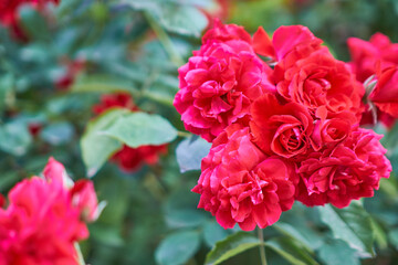 beautiful rose in the ground