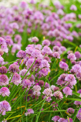 Close up image of blooming chive, allium schoenoprasum flower on vivid purple petals and green stems background. Gardening, nature, or herbal plants, landscape design, decorative plant for flowerbed.