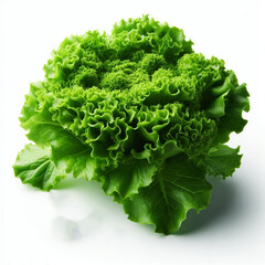 Fresh green lettuce head with curly leaves isolated on white background, healthy vegetable for cooking and salads.