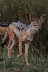 Alert Jackal in Natural Habitat