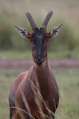 Topi Antelope in Grassy Savanna