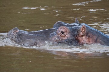Hippopotamus in Muddy Water