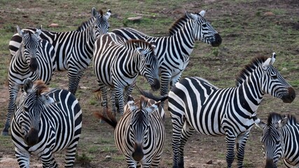 Zebras with distinctive stripes on grassy plain.