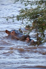 Fototapeta premium Hippos in a Muddy River