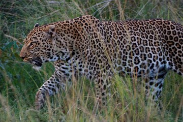 Leopard prowling through tall grass.