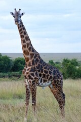 Majestic giraffe in the savannah