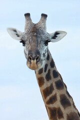 Giraffe close-up with a blue sky backdrop.