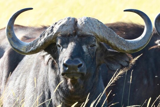 Close-up of a buffalo in a grassy savannah.