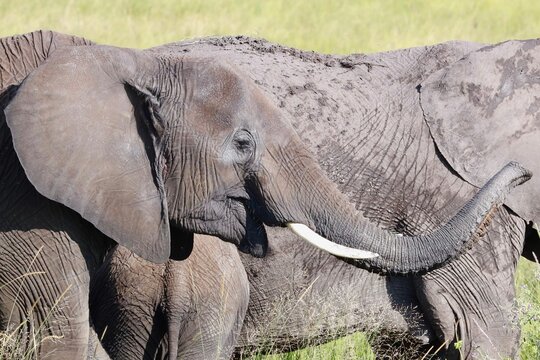 Close-up of an African elephant in the savannah.
