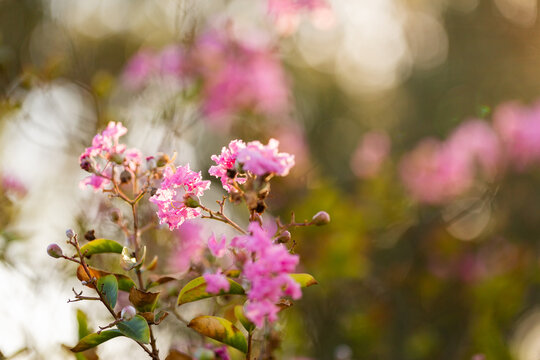 Pink crepe myrtle flowers on early autumn day with soft bokeh copy space