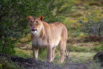 Lioness (Panthera leo) walking gracefully across the open veld near Gqeberha, Eastern Cape, South Africa. Ideal for wildlife, safari, predator, and African nature-themed creative or editorial use.