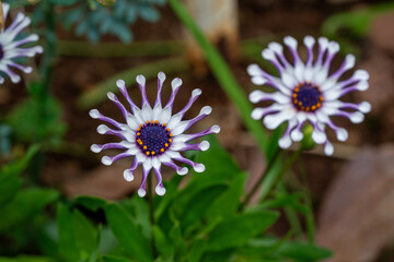 Close-Up of a Spoon-Petaled African Daisy Blooming in Garden Soil