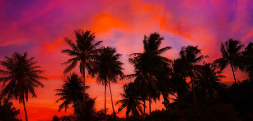 Evening scene view of palm trees at sunset. Silhouette palm tree at tropical beach background