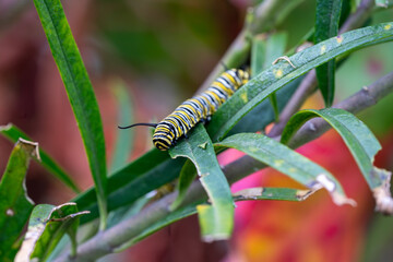 Monarch Caterpillar Crawling on Milkweed Leaf in Colorful Garden